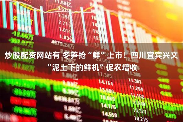 炒股配资网站有 冬笋抢“鲜”上市！四川宜宾兴文“泥土下的鲜机”促农增收